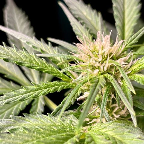 Sexxpot #1 growlog timeline photo