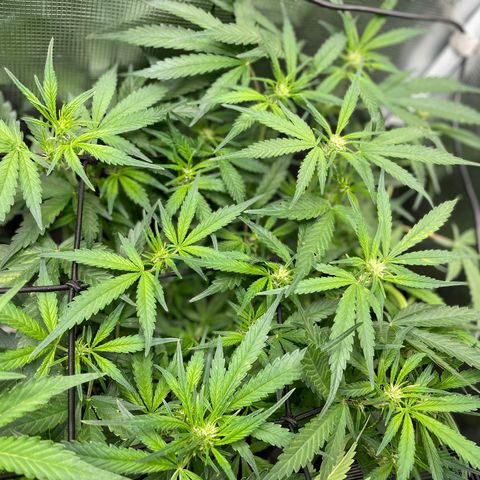 Cinderella #1 growlog timeline photo