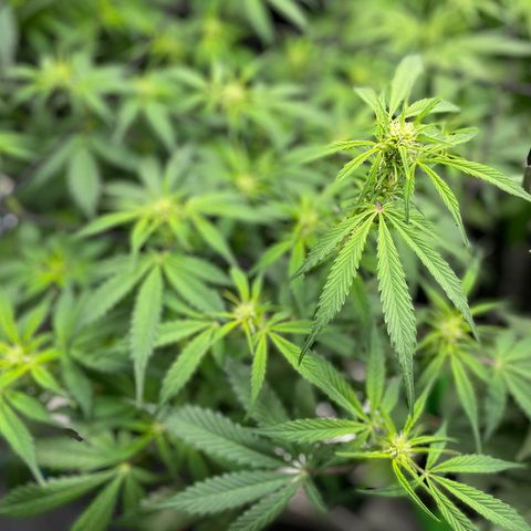 Do-Si-Dos #1 growlog timeline photo