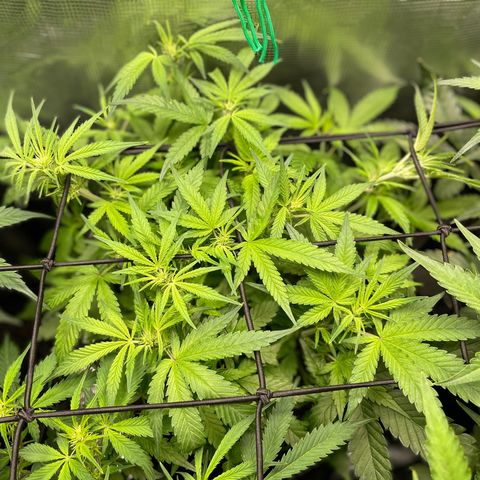 Bruce Banner #1 growlog timeline photo