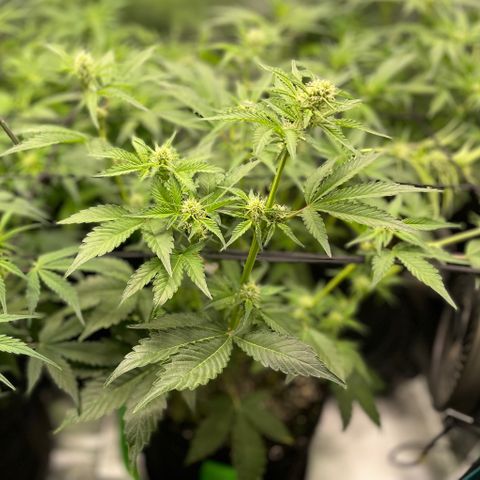 Growlog-Zeitleistenfoto von White Widow #1