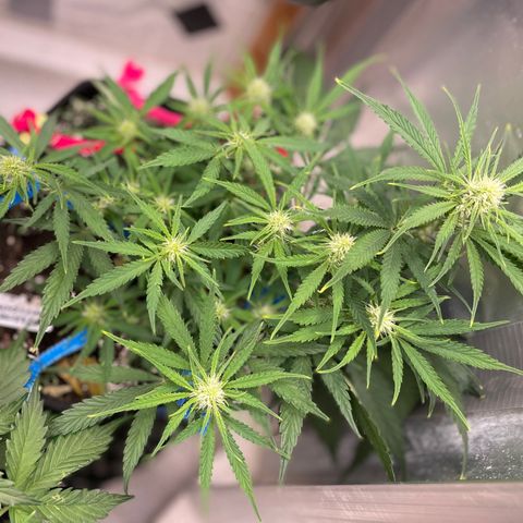 White Widow #2 growlog timeline photo