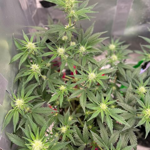 White Widow #3 growlog timeline photo