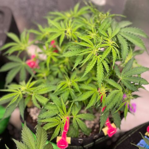 Milky Way - Variegated growlog timeline photo