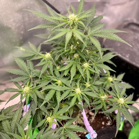 Sexxpot #1 growlog timeline photo