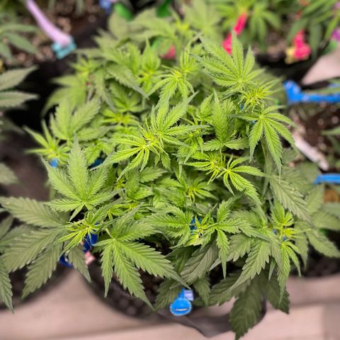 Blue Knight #1 growlog timeline photo