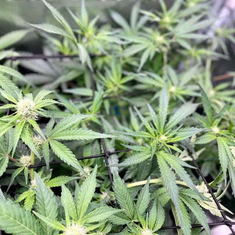 Cinderella #1 growlog timeline photo