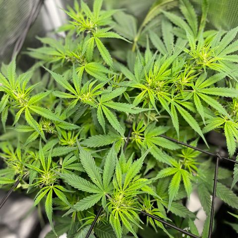 Moonshine Cookies growlog timeline photo