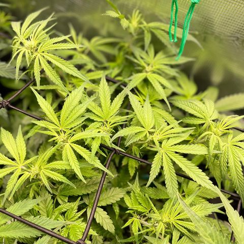 Bruce Banner #1 growlog timeline photo