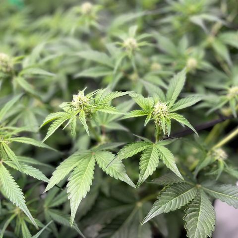 Growlog-Zeitleistenfoto von White Widow #1