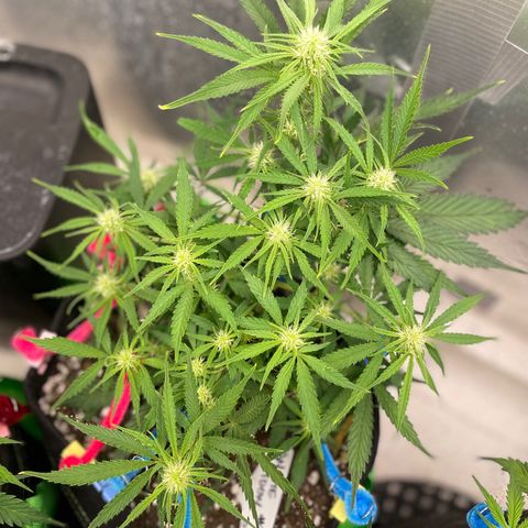 White Widow #2 growlog timeline photo