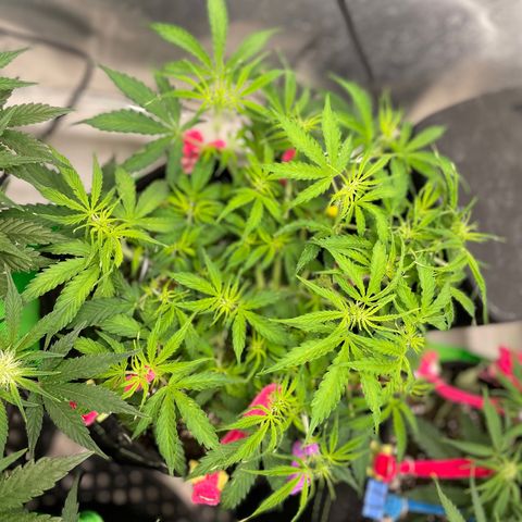 Milky Way - Variegated growlog timeline photo