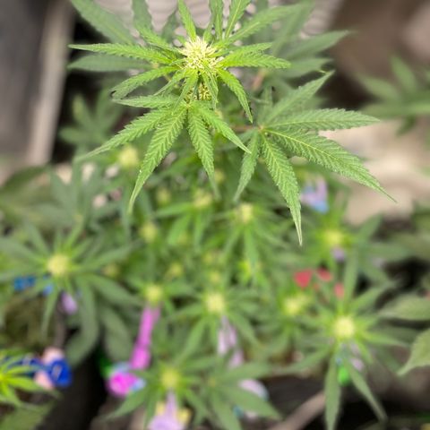 Sexxpot #1 growlog timeline photo