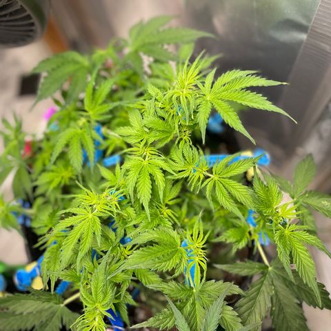 Blue Knight #1 growlog timeline photo