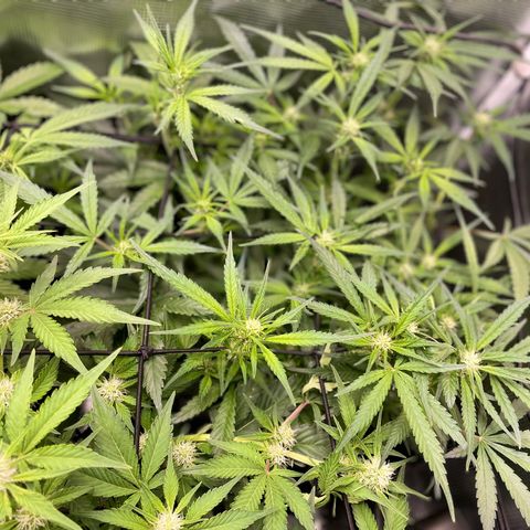 Cinderella #1 growlog timeline photo