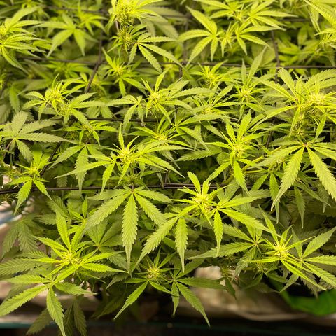 Do-Si-Dos #1 growlog timeline photo
