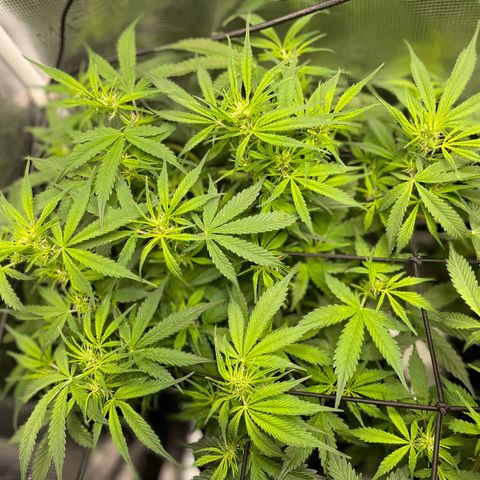 Moonshine Cookies growlog timeline photo