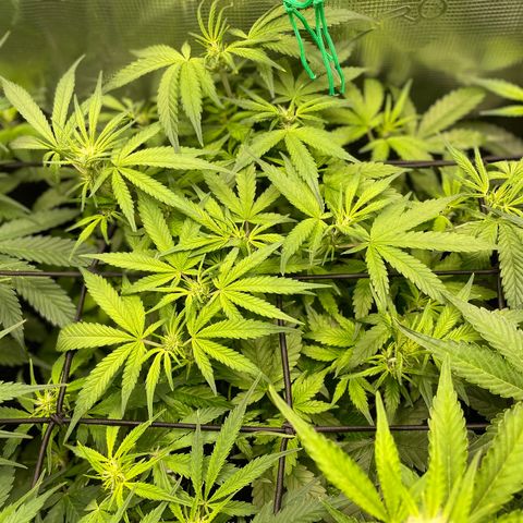 Bruce Banner #1 growlog timeline photo