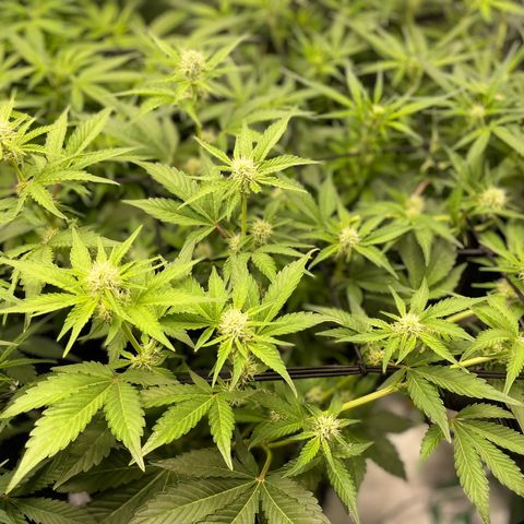 Growlog-Zeitleistenfoto von White Widow #1