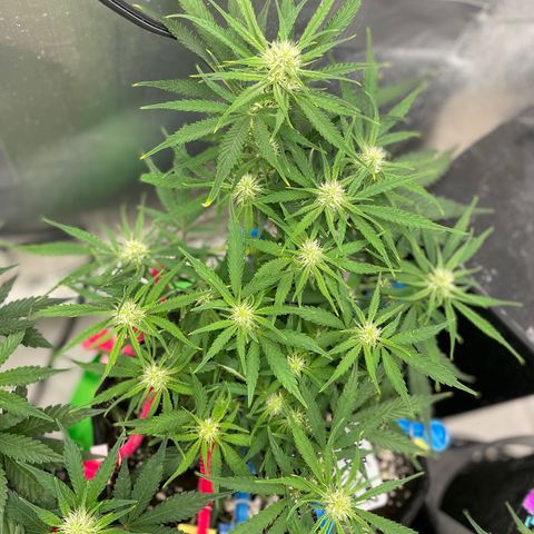 White Widow #2 growlog timeline photo
