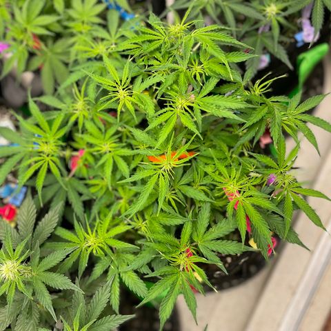 Milky Way - Variegated growlog timeline photo