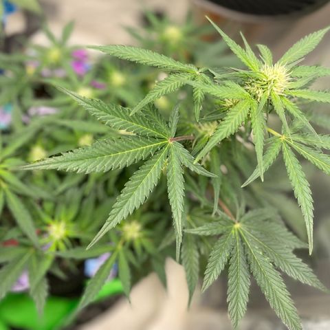 Sexxpot #1 growlog timeline photo