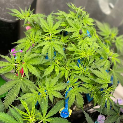 Blue Knight #1 growlog timeline photo