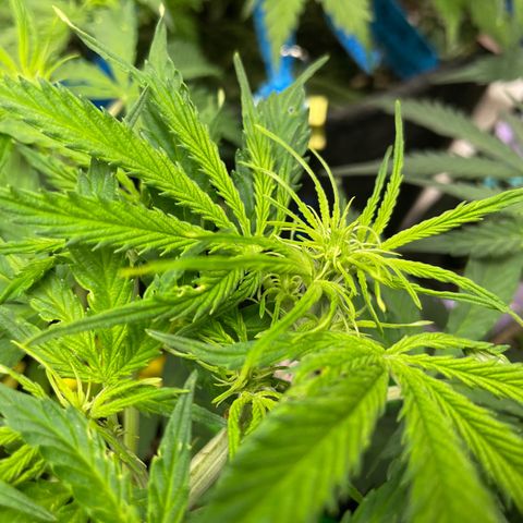 Milky Way - Variegated growlog timeline photo