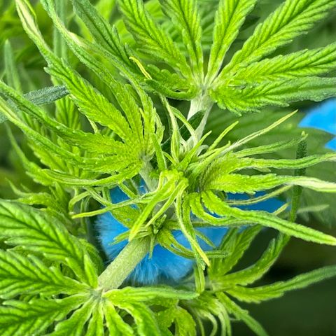 Blue Knight #1 growlog timeline photo