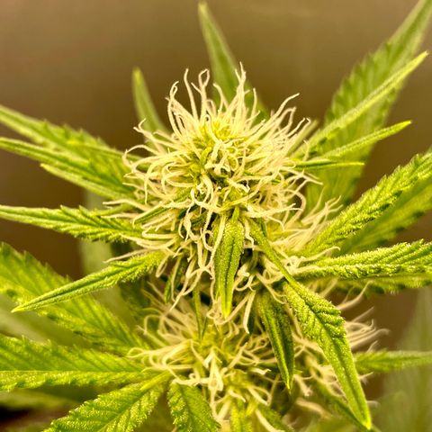 Sexxpot #1 growlog timeline photo