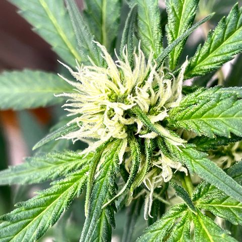 White Widow #3 growlog timeline photo