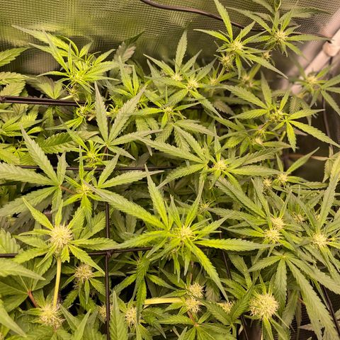 Cinderella #1 growlog timeline photo