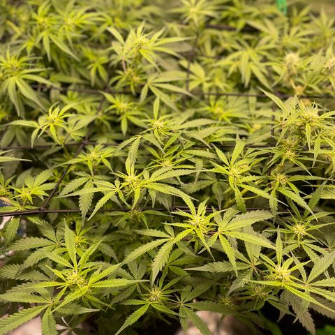 Do-Si-Dos #1 growlog timeline photo