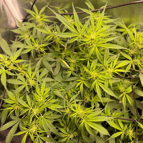 Moonshine Cookies growlog timeline photo