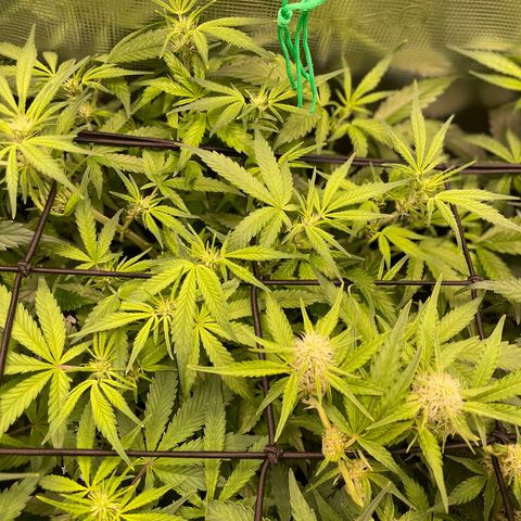 Bruce Banner #1 growlog timeline photo