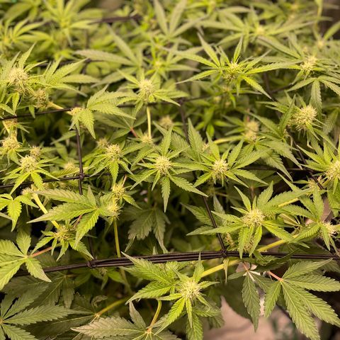 Growlog-Zeitleistenfoto von White Widow #1