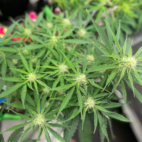 White Widow #2 growlog timeline photo