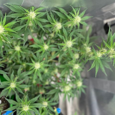 White Widow #3 growlog timeline photo