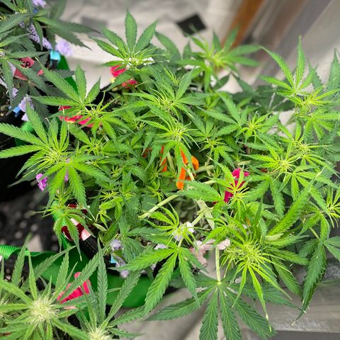 Milky Way - Variegated growlog timeline photo