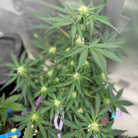 Sexxpot #1 growlog timeline photo