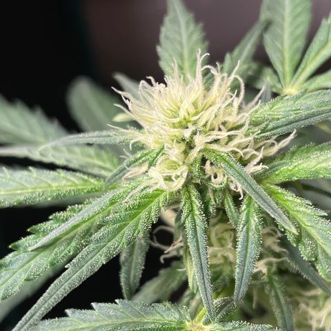 Sexxpot #1 growlog timeline photo