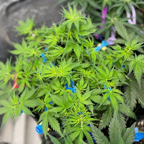 Blue Knight #1 growlog timeline photo