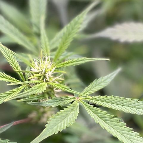 Do-Si-Dos #1 growlog timeline photo