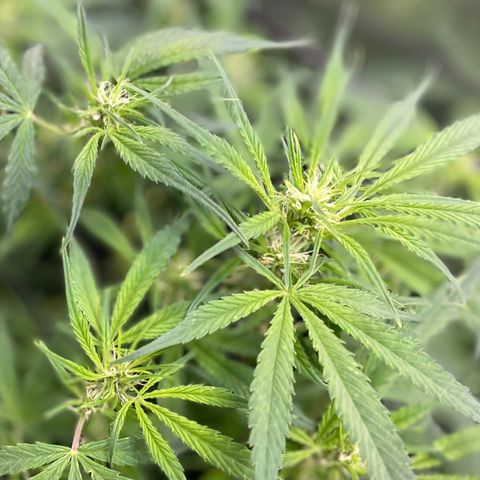 Moonshine Cookies growlog timeline photo
