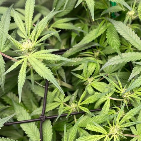 Bruce Banner #1 growlog timeline photo