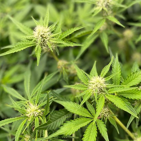 Growlog-Zeitleistenfoto von White Widow #1
