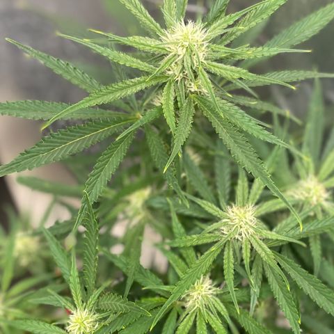 White Widow #2 growlog timeline photo