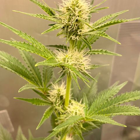 White Widow #3 growlog timeline photo