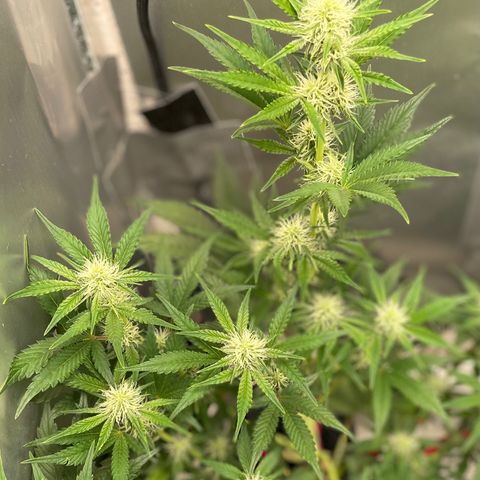 White Widow #3 growlog timeline photo