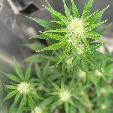 White Widow #3 growlog timeline photo